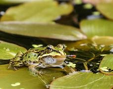 Image result for Pond Witch Frog