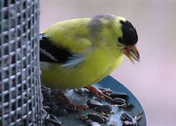 Image result for Thomas Paul Gold Finch