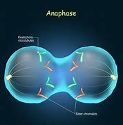Image result for Anaphase 1 vs 2