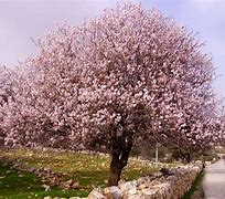 Image result for Semi-Dwarf Almond Tree