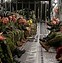 Image result for Canadian Armed Forces Personnel