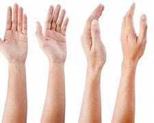 Image result for Hand Size Compared to Head