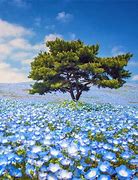 Image result for Child in a Field of Forget Me Nots