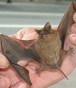 Image result for Bats in Florida