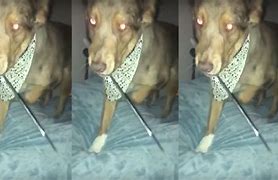 Image result for A Dog Made of Sharp Knives