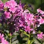 Image result for Phlox amplifolia Christine [J.S.]