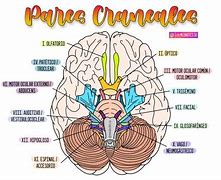 Image result for Doce Pares Craneales