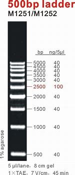 Image result for EZ 500 BP Ladder