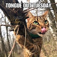 Image result for Cat Tongue Meme