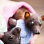 Image result for Funny Flying Foxes