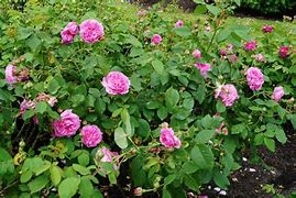 Image result for Rosa louise odier