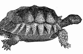 Image result for Turtle Clip Art Black and White