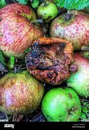 Image result for Apple Rotten Inside