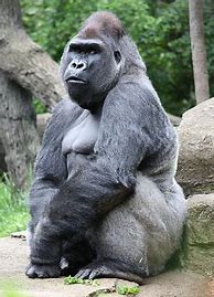 Image result for Colo Gorilla