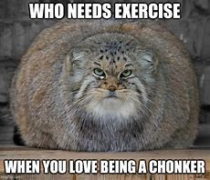 Image result for Chonk Cat Meme