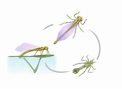 Image result for DamselFly Life Cycle