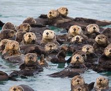 Image result for Photos of Sea Otters