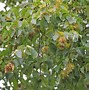 Image result for corylus_colurna