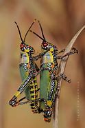 Image result for Cool Looking Insects