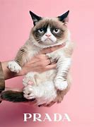 Image result for Grumpy Cat Funny Faces