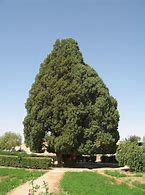 Image result for 5000 Year Old Tree