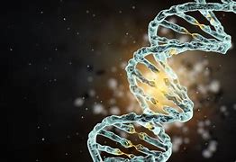 Image result for Human DNA Genetics