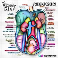 Image result for abdom3n