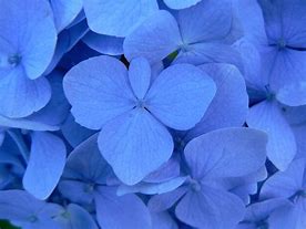 Image result for Light Blue Flower Cartoon