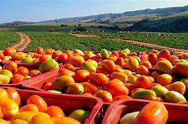 Image result for agroapimentario