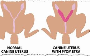 Image result for Dog Papilloma Treatment