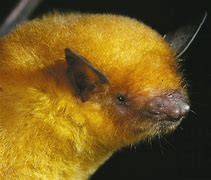 Image result for Bats of Madikwe