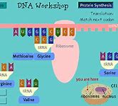 Image result for DNA vs RNA Chart