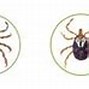 Image result for What Do You Ticks Look Like