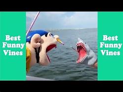 Image result for Shark Puppet Memes