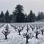 Image result for Zynthesis Zinfandel Old Vine