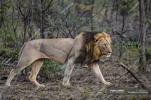 Image result for Stalking Male Lion