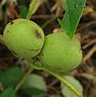 Image result for Juglans regia Nr° 16