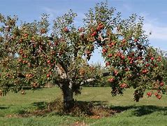 Image result for Giant Apple