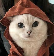 Image result for Savage Cat Pics