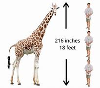 Image result for 20 Feet Tall