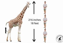 Image result for How Big Is 20 Feet