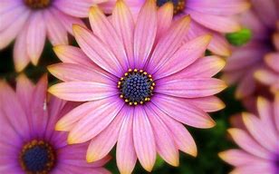 Image result for Pink Flowers Tumblr