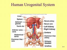 Image result for urogenital
