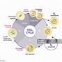 Image result for Animal Cell Cycle