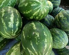 Image result for Watermelon Otai