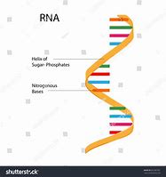 Image result for RNA Drawing