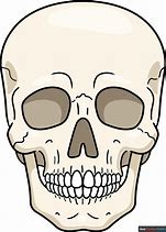 Image result for Realistic Human Skull Drawing