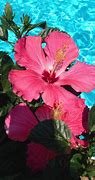 Image result for Beautiful Tropical Flower iPhone Wallpaper