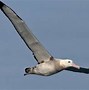 Image result for What Is the Biggest Flying Bird