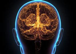 Image result for Healthy Human Brain